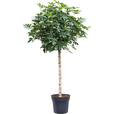 Растение горшечное Шеффлера/Schefflera arboricola 'Compacta'