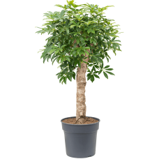 Schefflera arboricola 'Compacta'