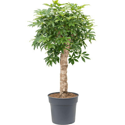 Растение горшечное Шеффлера/Schefflera arboricola 'Compacta'