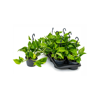 Растение горшечное Сциндапсус/Scindapsus (Epipremnum) 'Aureum' 4/tray