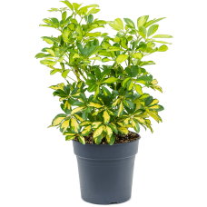 Schefflera arboricola 'Gold Capella'