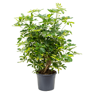 Растение горшечное Шеффлера/Schefflera arboricola 'Gold Capella'