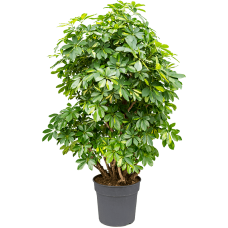 Schefflera arboricola 'Compacta'