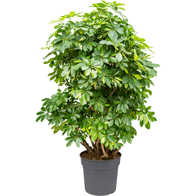 Растение горшечное Шеффлера/Schefflera arboricola 'Compacta'