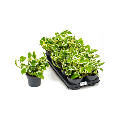 Растение горшечное Сциндапсус/Scindapsus (Epipremnum) 'N'joy' 10/tray