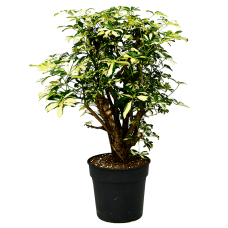 Schefflera arboricola 'Trinette'