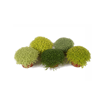 Растение горшечное Солейролия/Soleirolia soleirolii (helexine) 15/tray
