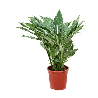 Растение горшечное Спатифиллум/Spathiphyllum 'Diamond'