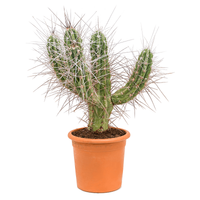 Растение горшечное Стетсония/Stetsonia coryne
