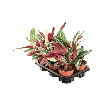 Растение горшечное Строманта/Stromanthe Sanguinea 'Triostar' 6/tray
