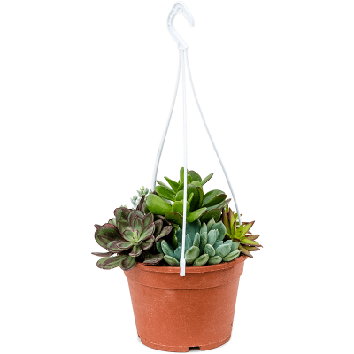 Растение горшечное Суккулент микс/Succulenten mix in 1 pot