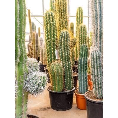 Растение горшечное Трихоцереус/Trichocereus terschechii