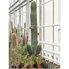 Trichocereus terschechii