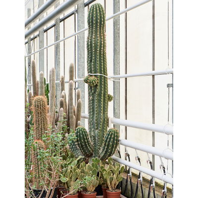 Растение горшечное Трихоцереус/Trichocereus terschechii