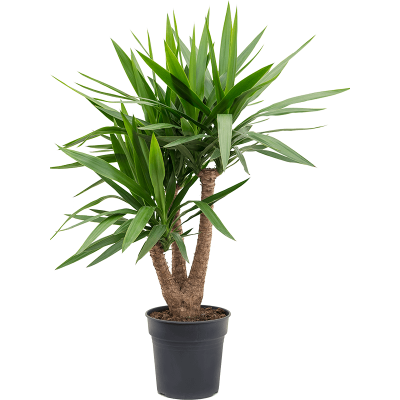 Растение горшечное Юкка/Yucca elephantipes