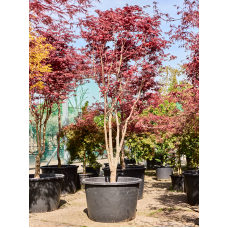 Acer pal. 'Fire Glow' (240-300)