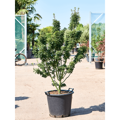 Растение горшечное Клён/Acer pal. 'Shishigashira' (170-200)