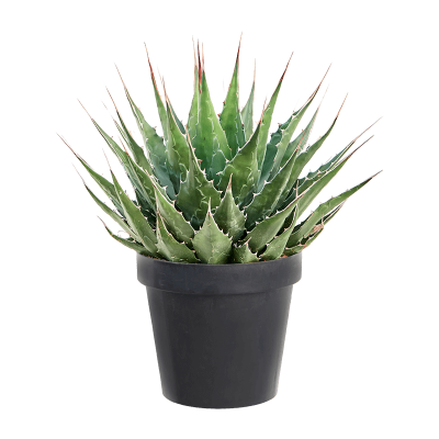 Растение горшечное Агава/Agave montana