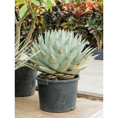 Растение горшечное Агава/Agave parryi