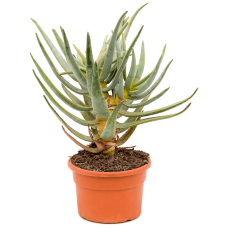 Aloe dichotoma