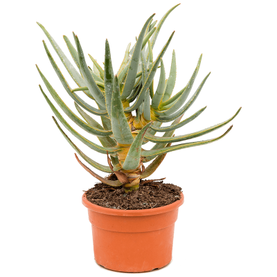 Растение горшечное Алоэ/Aloe dichotoma