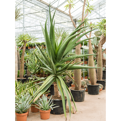 Растение горшечное Алоэ/Aloe golia