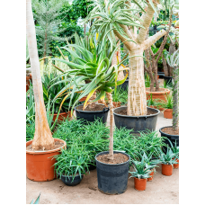 Aloe pluridens africana (100-120)
