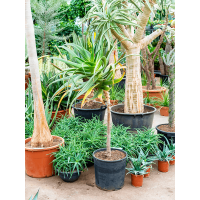 Растение горшечное Алоэ/Aloe pluridens africana (100-120)