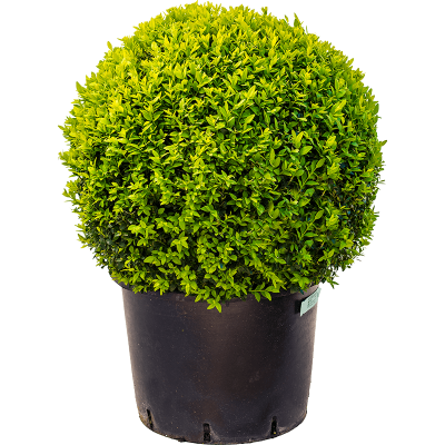 Растение горшечное Самшит/Buxus sempervirens