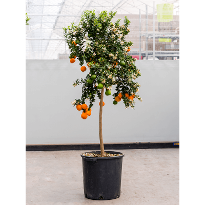 Растение горшечное Цитрофортунелла/Citrus aurantium 'Chinotto'
