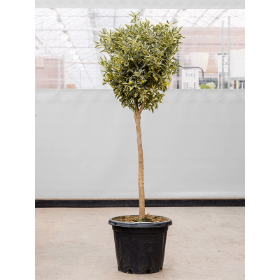 Растение горшечное Цитрофортунелла/Citrus (Citrofortunella) kumquat 'Variegata'