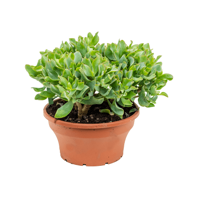 Растение горшечное Крассула/Crassula argentea
