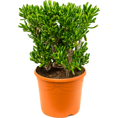 Растение горшечное Крассула/Crassula ovata 'Horntree'