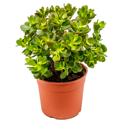 Растение горшечное Крассула/Crassula ovata 'Minor'