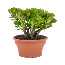 Crassula ovata