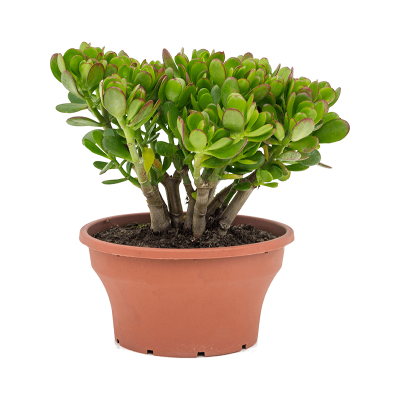 Растение горшечное Крассула/Crassula ovata