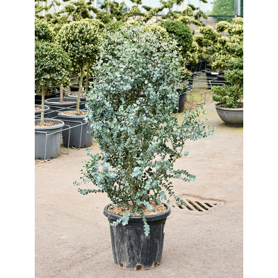 Растение горшечное Эвкалипт/Eucalyptus gunnii