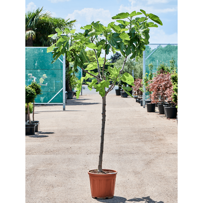 Растение горшечное Фикус/Ficus carica (180-220)