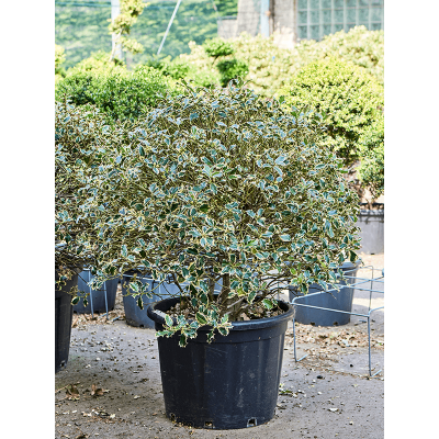 Растение горшечное Падуб городчатый/Ilex aquifolium ‘Argenteo Marginata' (120-140)