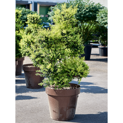 Растение горшечное Падуб городчатый/Ilex crenata 'Kinme'