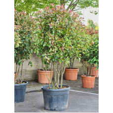 Photinia x fraseri 'Red Robin'