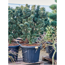 Pinus pumila 'Glauca' (160-200)