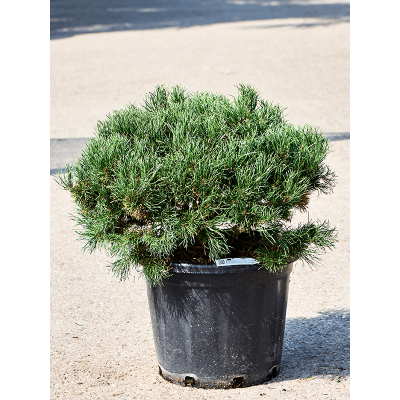 Растение горшечное Сосна/Pinus mugo 'Carten's Wintergold'