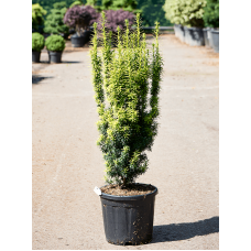 Taxus baccata 'Fastigiata David'