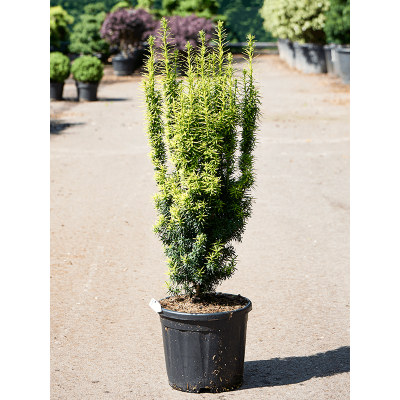 Растение горшечное Тис/Taxus baccata 'Fastigiata David'