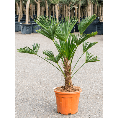 Растение горшечное Трахикарпус/Trachycarpus wagnerianus