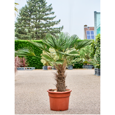 Trachycarpus wagnerianus