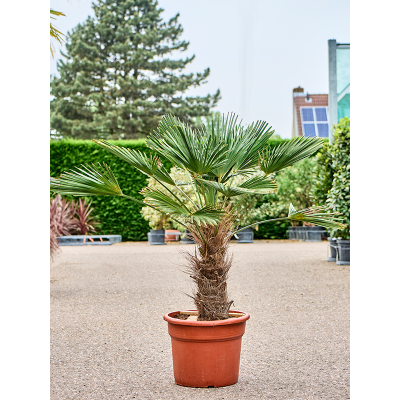 Растение горшечное Трахикарпус/Trachycarpus wagnerianus