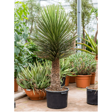 Yucca filifera