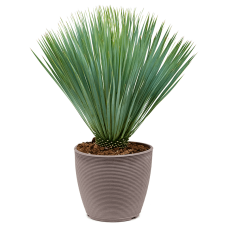 Yucca rostrata